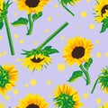 Colored flat vector seamless pattern of sunflower. Royalty Free Stock Photo